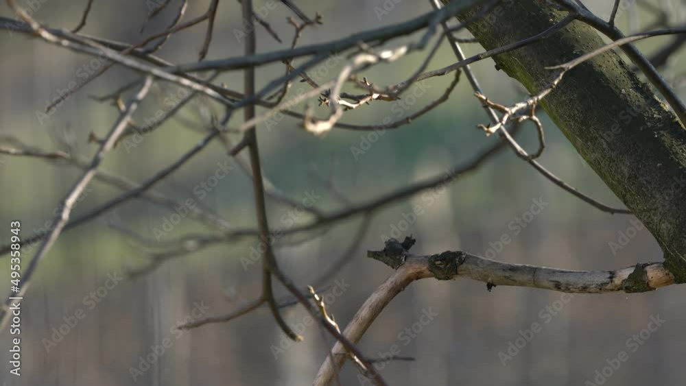 Eurasian Jay watches carefully on tree (Garrulus Glandarius) - (4K) Eurasian Jay watches carefully on tree (Garrulus Glandarius) - (4K)