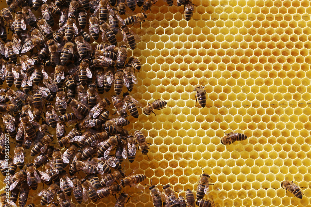 Nahaufnahme einer Bienenwabe mit Bienen Nahaufnahme einer Bienenwabe mit Bienen