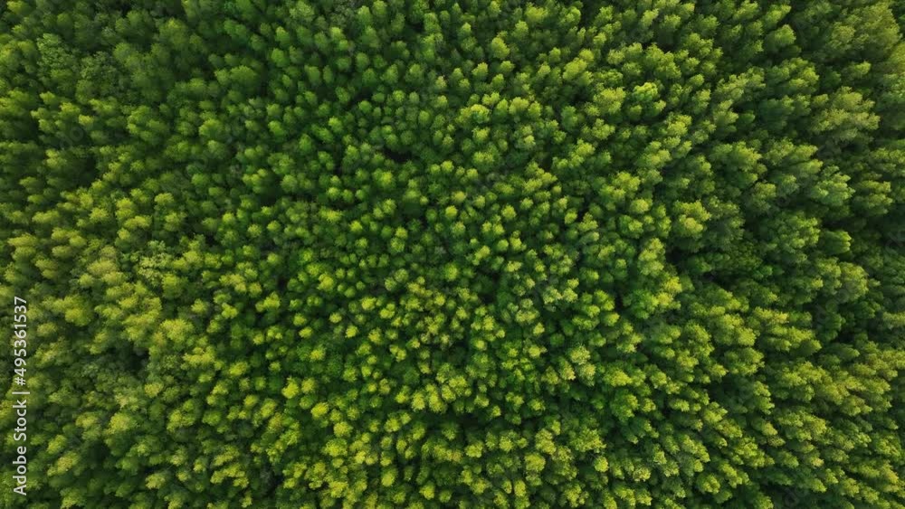 Top down aerial view of mangrove forest, drone zoom in spins above the tree
Top down aerial view of mangrove forest, drone zoom in spins above the tree