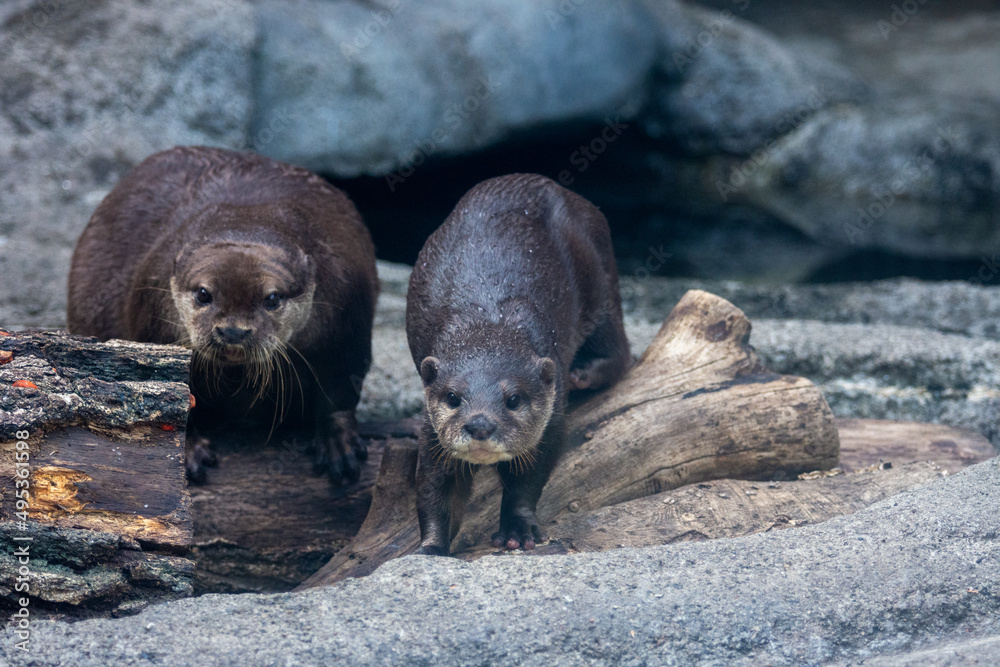 Fototapeta premium 多摩動物公園のカワウソ