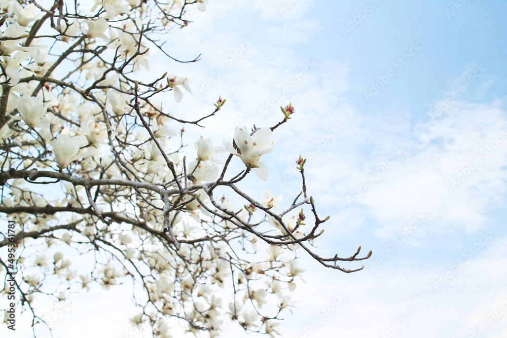 白蓮華 Images – Browse 51 Stock Photos, Vectors, and Video | Adobe