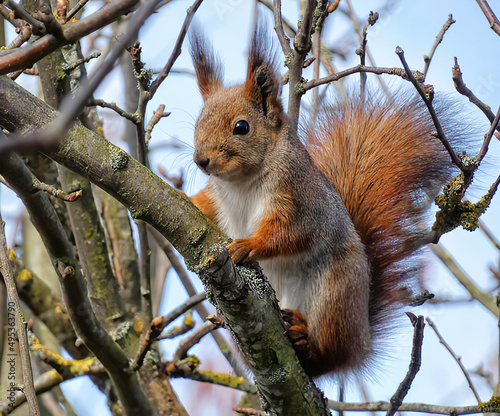 The squirrel looks at the camera while sitting on a tree branch