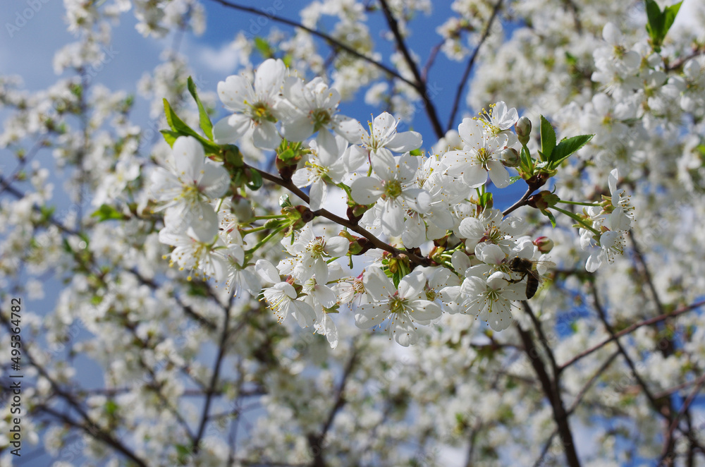 Blooming cherry branch against the background of other branches and the blue sky. Blooming cherry branch against the background of other branches and the blue sky.