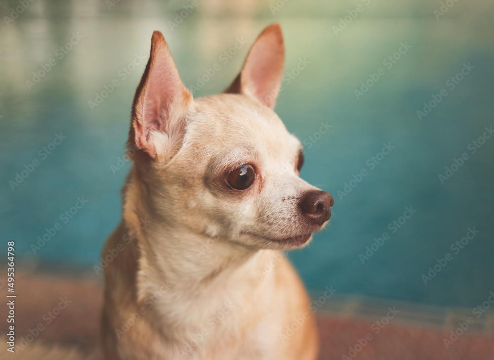 brown short hair chihuahua dog  sitting by swimming pool, looking away.