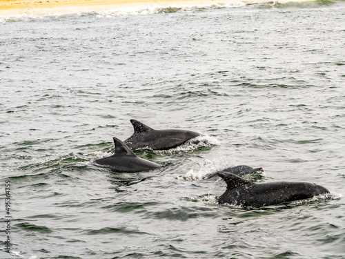 Four Dolphins