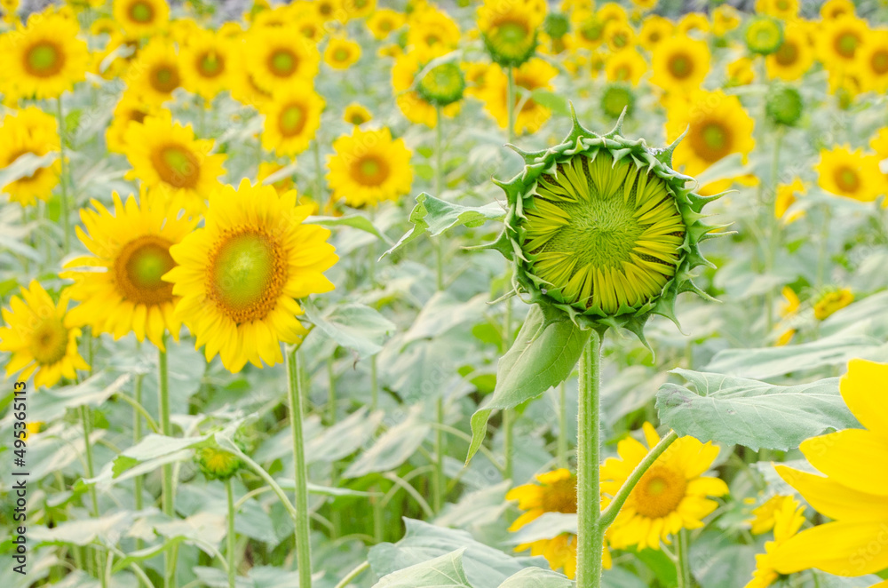 sunflower field in summer sunflower field in summer