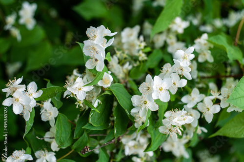 Close-up of a tree branch with white blossoms and green foliage in spring