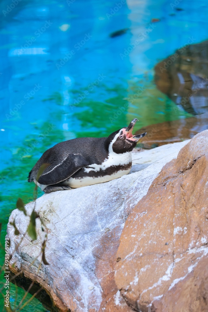 Naklejka premium 動物園の寝ている可愛いペンギン