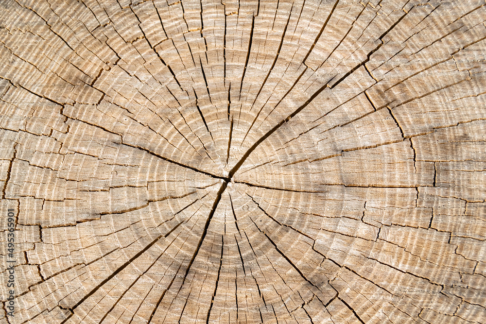 Fototapeta premium Beautiful wooden fracture old oak, natural texture close up