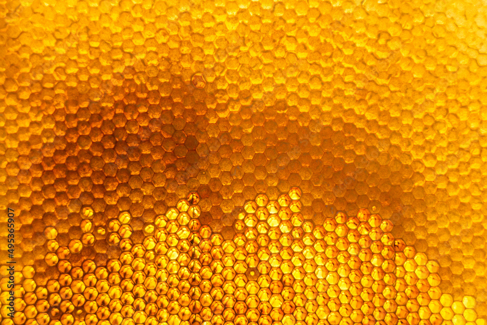 Honeycomb from bee hive filled with golden honey Honeycomb from bee hive filled with golden honey
