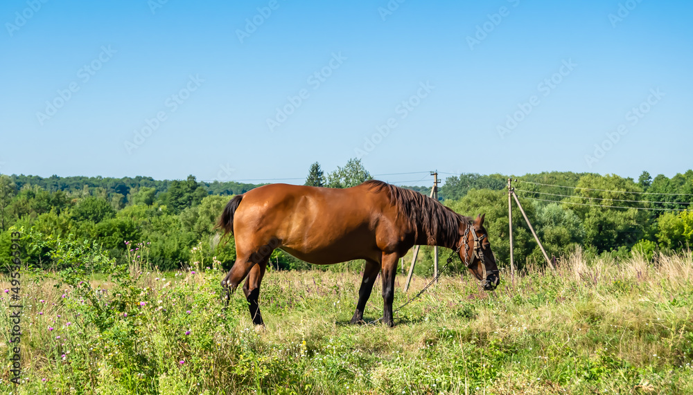 Beautiful wild brown horse stallion on summer flower meadow