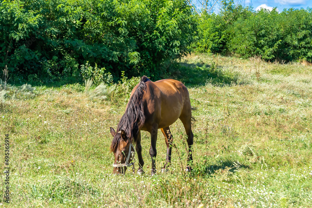 Beautiful wild brown horse stallion on summer flower meadow Beautiful wild brown horse stallion on summer flower meadow