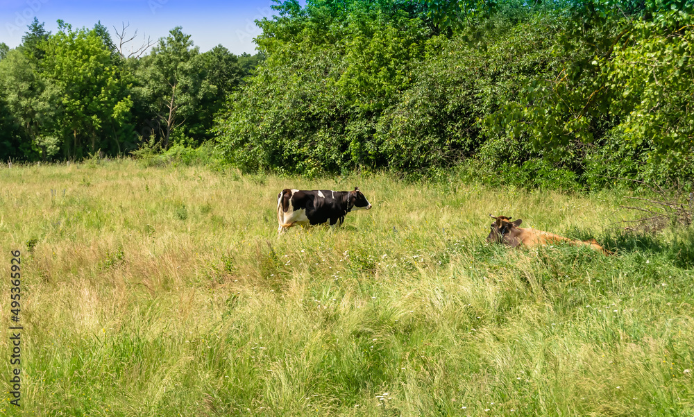 Photography on theme beautiful big milk cow Photography on theme beautiful big milk cow
