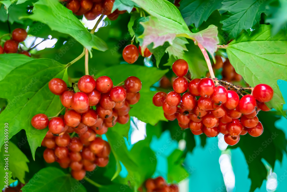 Fototapeta premium Photography on theme beautiful sour berry viburnum