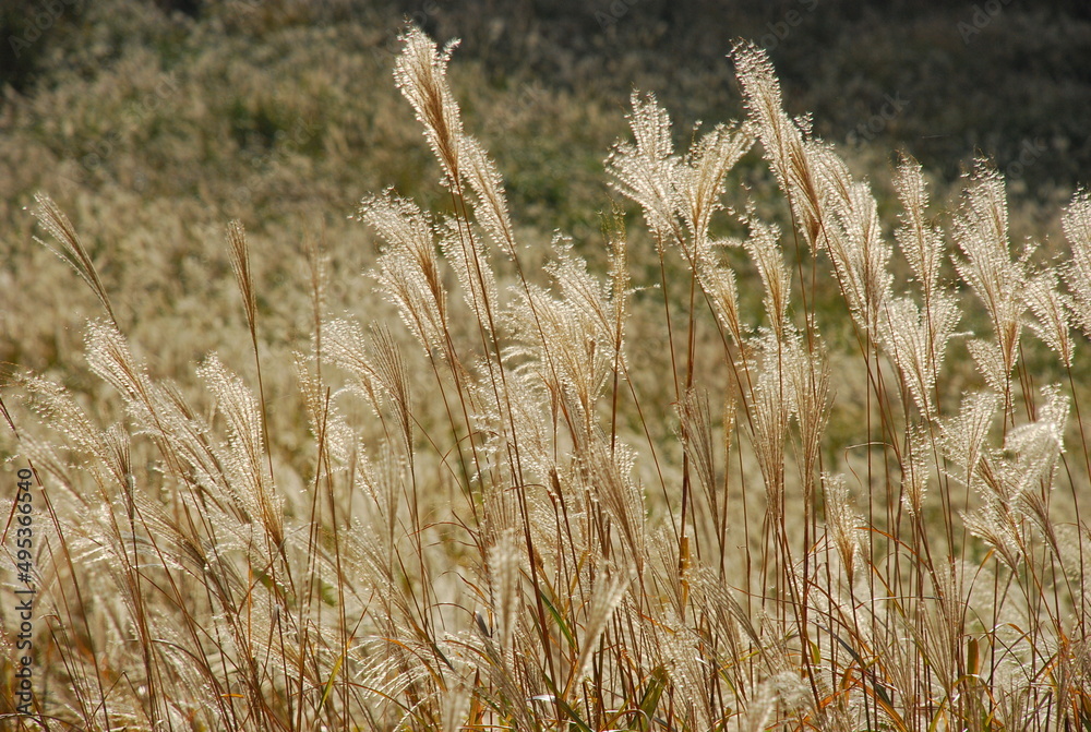 Fototapeta premium ススキ野原