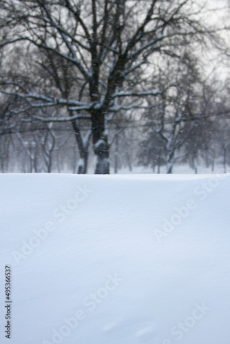 snow covered trees in winter © Dima