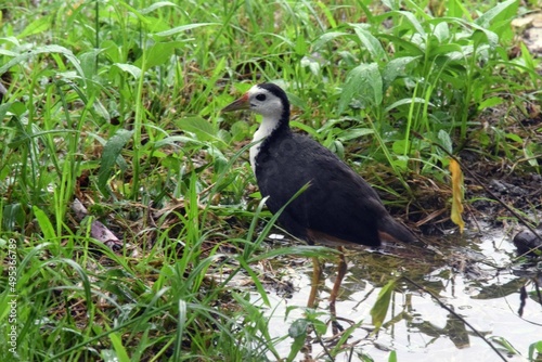 Tropical Waterhen bird