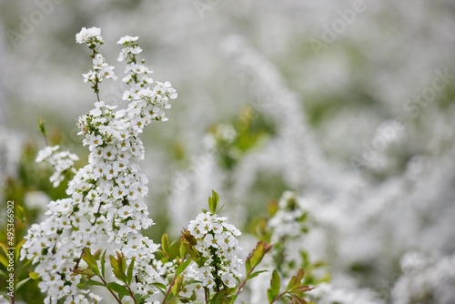 春の公園の満開の雪柳の花 © zheng qiang