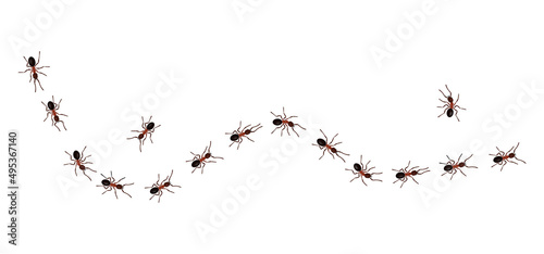 Brown worker ants trail line flat style design vector illustration isolated on white background. Top view of ants bug road trail marching in the line row. Pest control or insect searching concept.