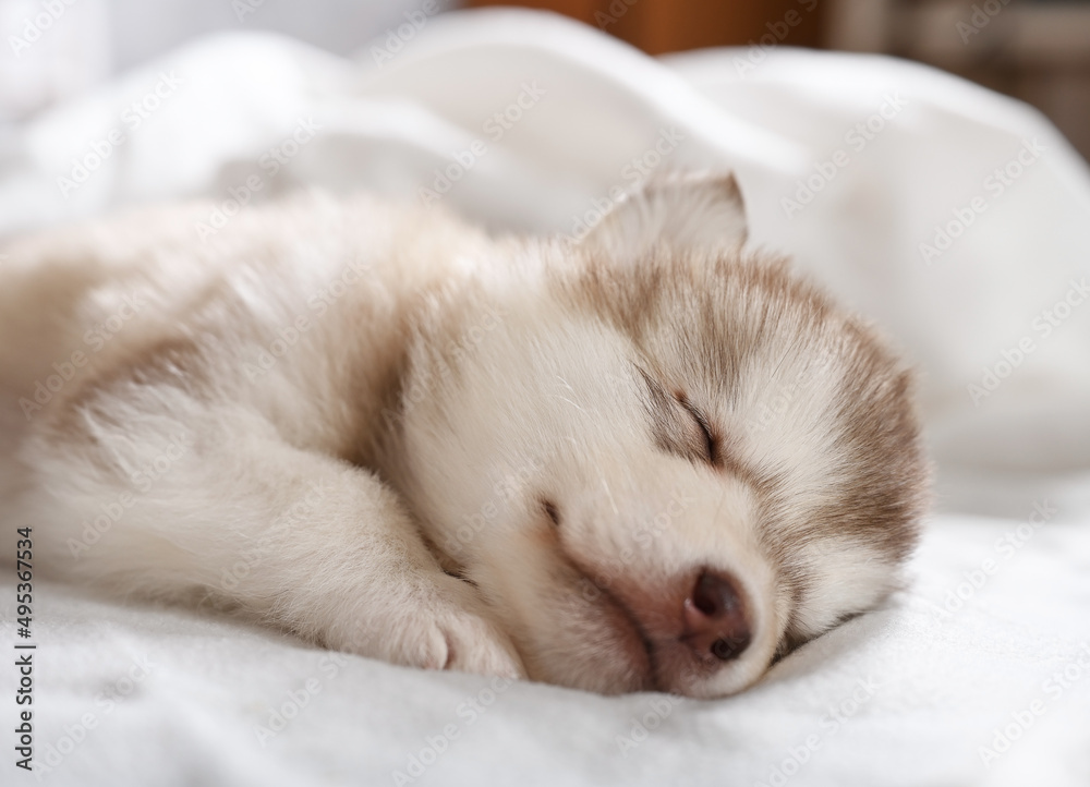 Adorable Alaskan malamute puppy sleeping under a blanket in the room