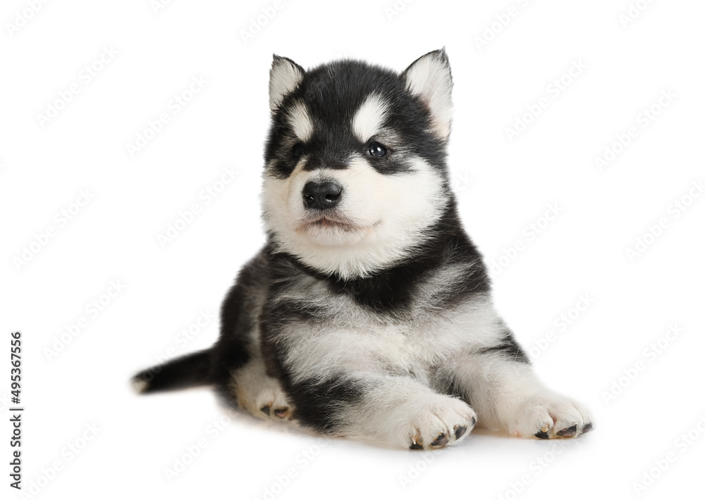 Black and white Alaskan Malamute puppy lying isolated on a white background Black and white Alaskan Malamute puppy lying isolated on a white background