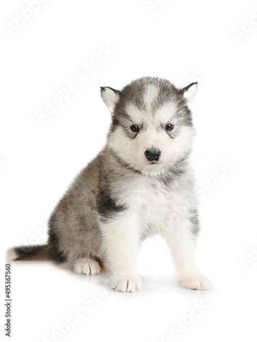 Fototapeta Naklejka Na Ścianę i Meble -  Cute gray Alaskan Malamute puppy sitting isolated on a white background