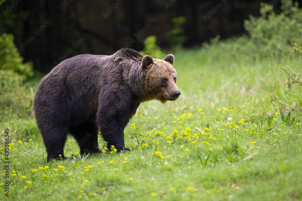 Big brown bear, ursus arctos, standing on wildflowers in springtime. Large mammal walking on green meadow in spring nature. Wild predator moving on field. Big brown bear, ursus arctos, standing on wildflowers in springtime. Large mammal walking on green meadow in spring nature. Wild predator moving on field.