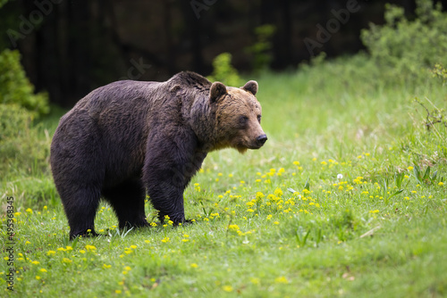 Big brown bear, ursus arctos, standing on wildflowers in springtime. Large mammal walking on green meadow in spring nature. Wild predator moving on field.