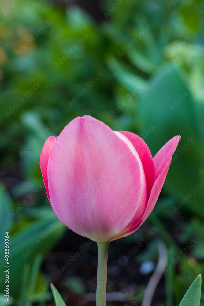 First tulips growing in the garden, early spring flowers with fresh and intese colors First tulips growing in the garden, early spring flowers with fresh and intese colors