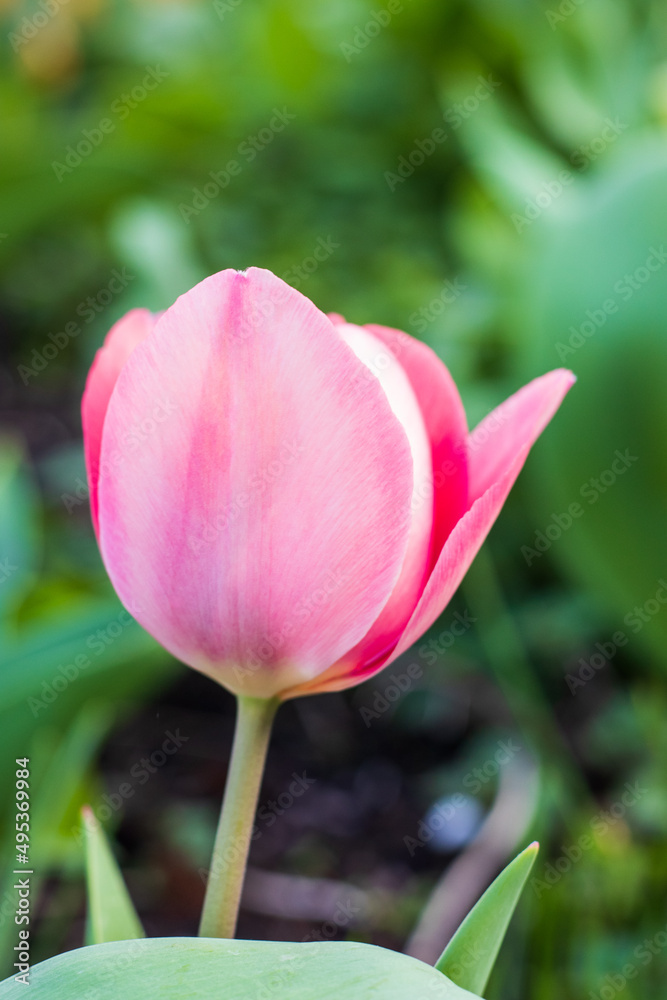 First tulips growing in the garden, early spring flowers with fresh and intese colors First tulips growing in the garden, early spring flowers with fresh and intese colors