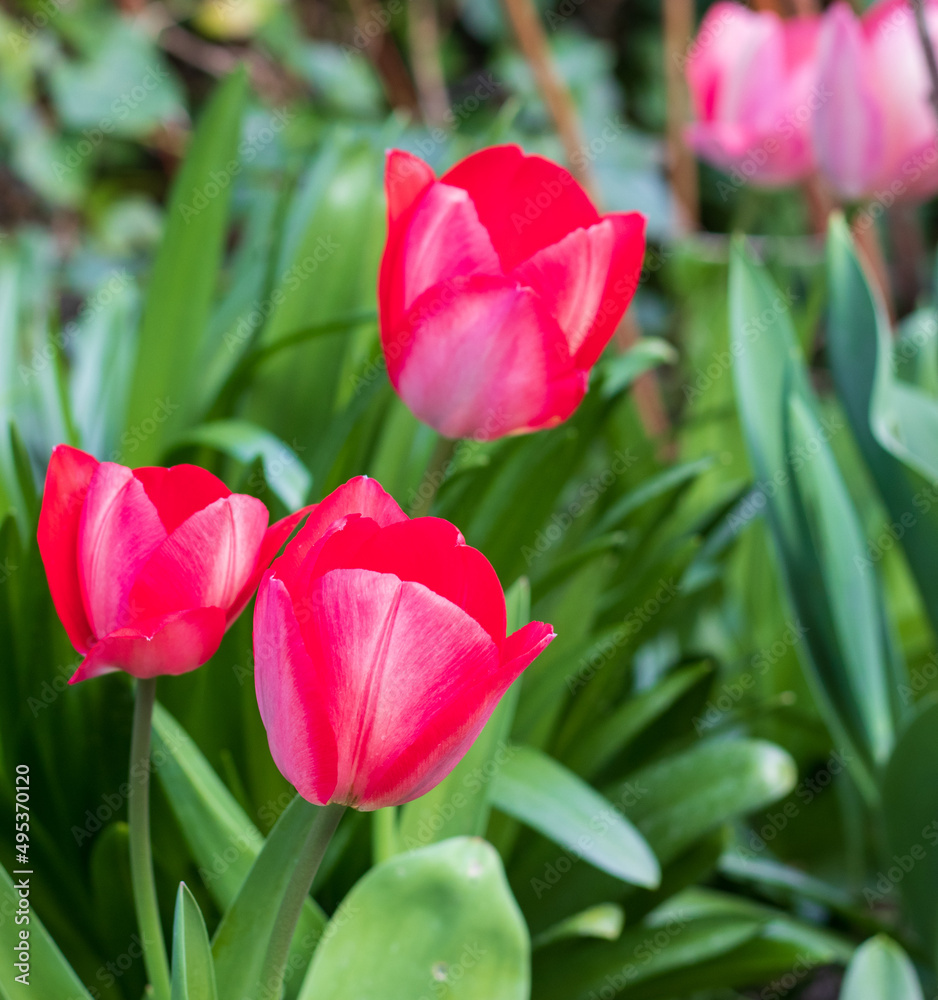 First tulips growing in the garden, early spring flowers with fresh and intese colors