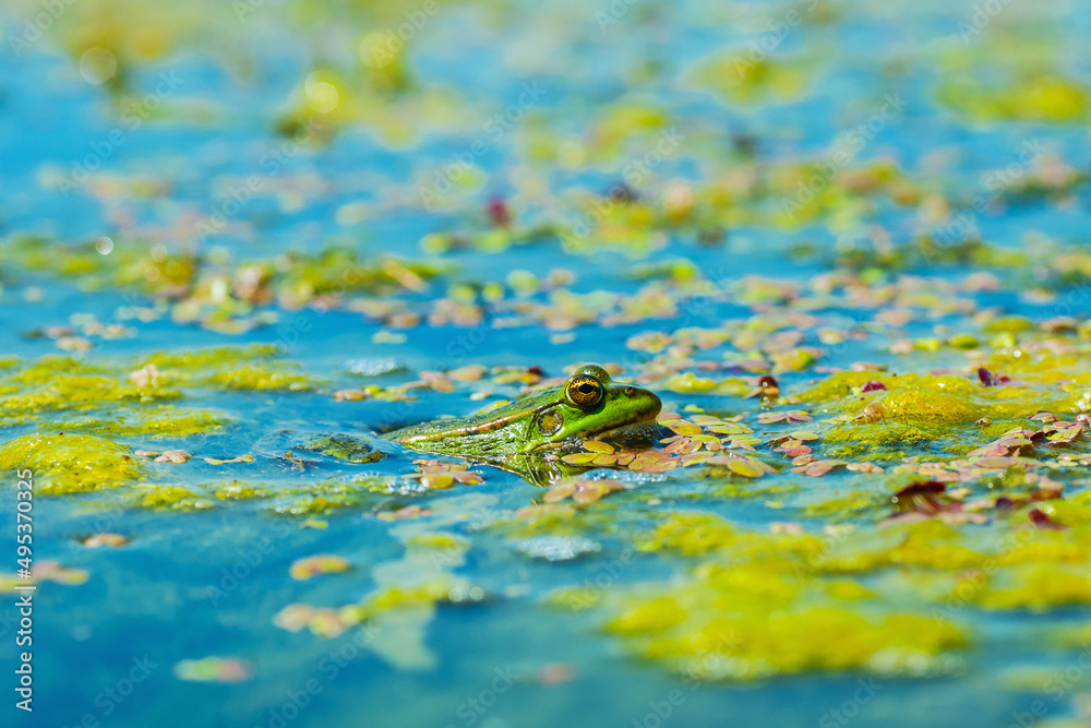 Green frog on the surface of the water that is covered with algae. Close-up. Green frog on the surface of the water that is covered with algae. Close-up.