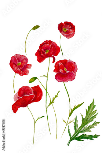 red poppies elements isolated decoration