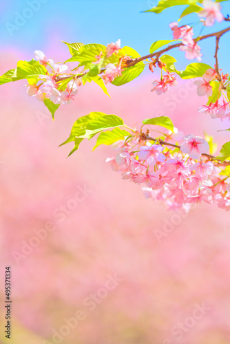 河津桜　桜　春