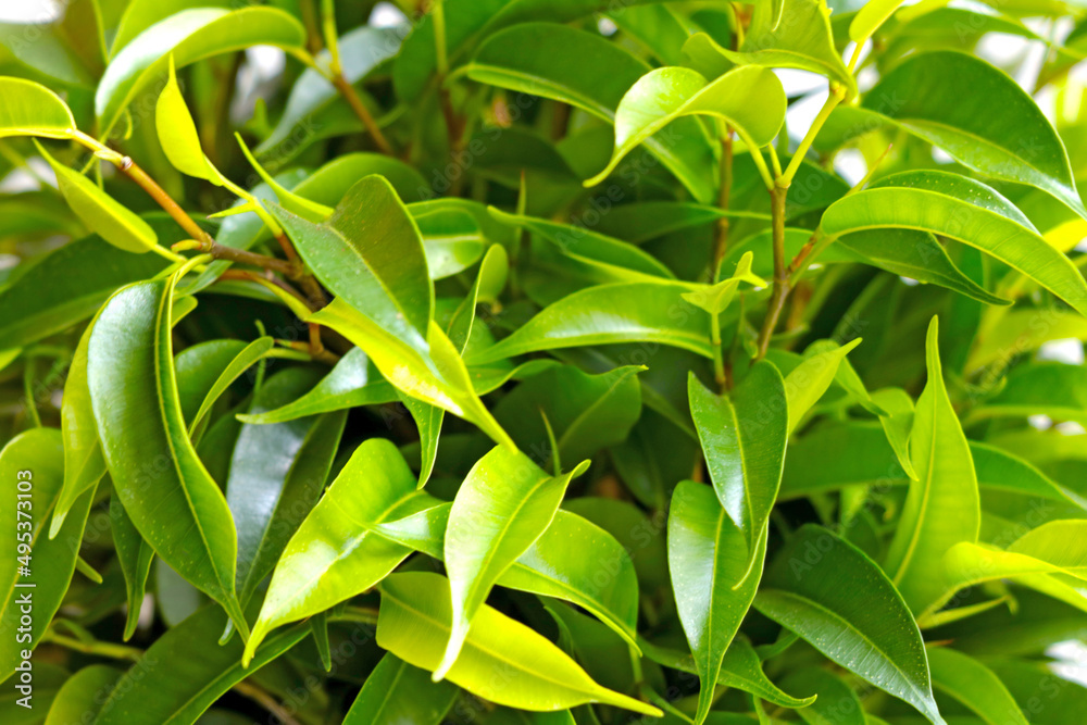 Fototapeta premium Beautiful view of the green leaves of ficus. Houseplant.