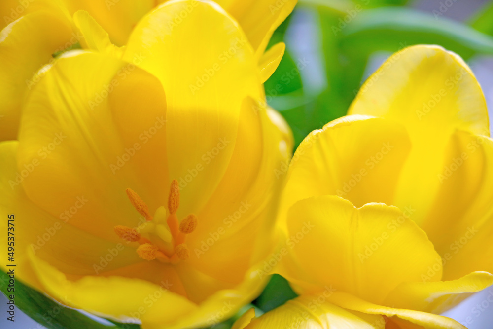 A yellow bouquet of flowering tulips in the park in the spring.