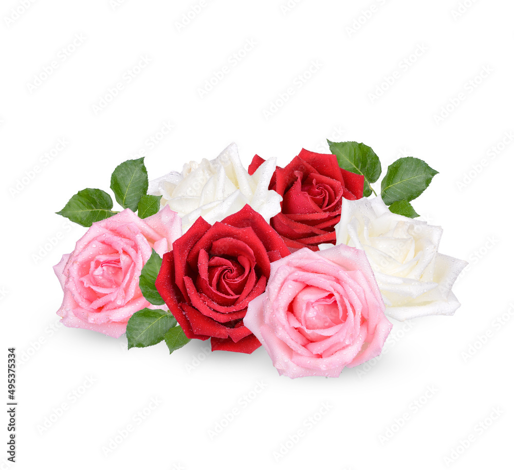 Rose with drops isolated on white background Rose with drops isolated on white background
