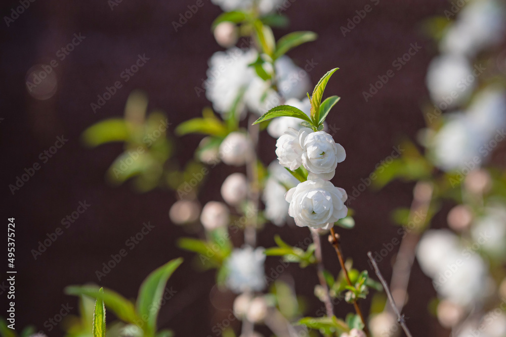 Spirea flowers in early spring/Fleurs de spirée au début du Printemps