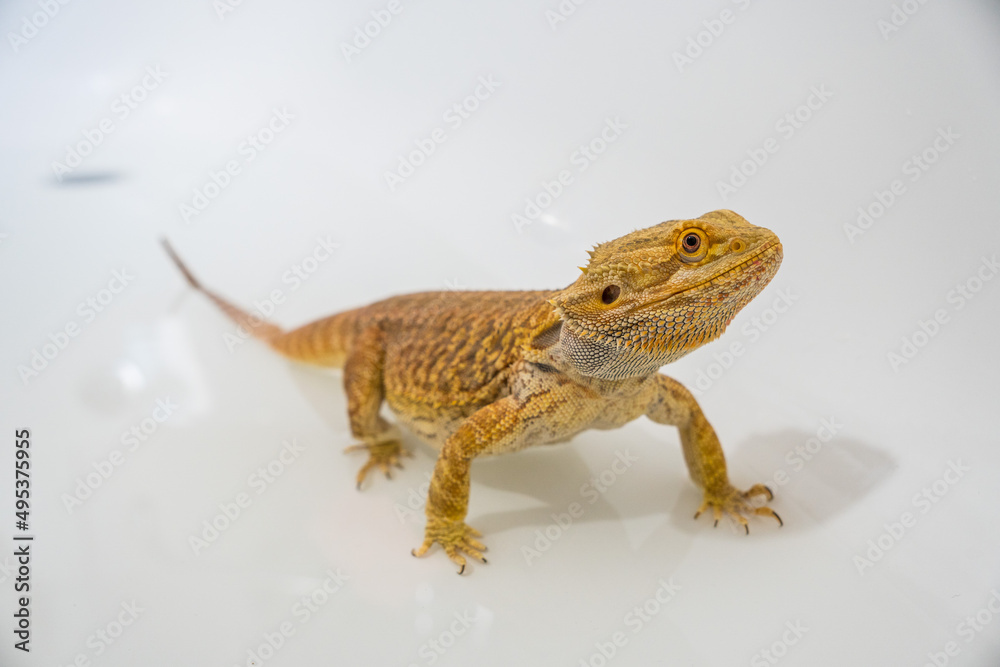 Obraz premium Detail of bearded dragon (pogona vitticeps) male taking a bath in a sink