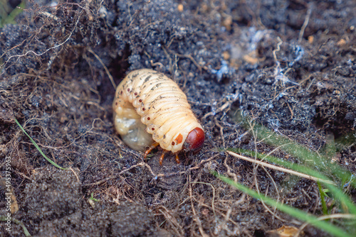 Scarab beetle larvae, cockchafer, a pest/ Larves de coléoptère scarabée, hanneton, un nuisible