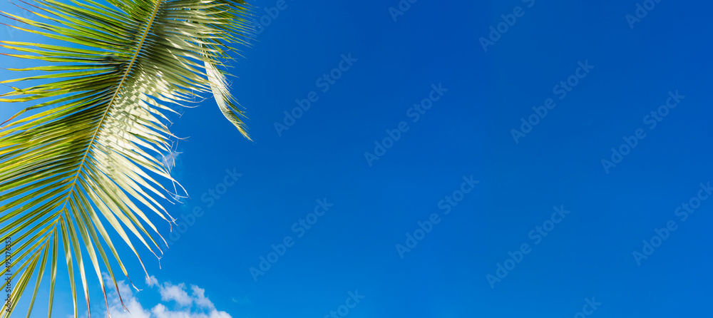Palm Sunday.Palm sunday holy day.Palm branch on the sky in palm sunday word for welcome Jesus in Jerusalem.Hosanna, Lent day, worship, Christian background.easter, Good friday.Copy space.Religion.