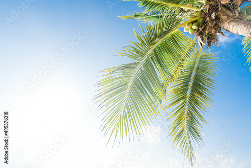 Tropical nature clean beach and white sand in summer season with coconut tree sun light blue sky background.Coconut tree tropical nature with blue sky landscape.island sea.Samui island.foliage green.