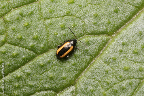 Phyllotreta nemorum also called striped flea beetle  photo