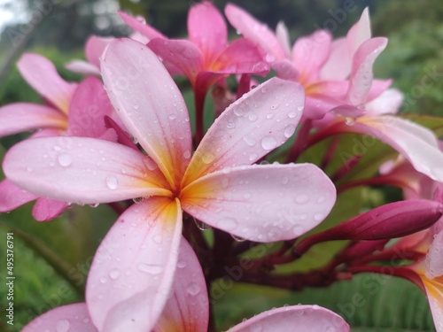 pink frangipani flower in bloom.