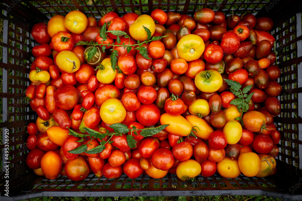 Different kinds of homegrown tomatoes, Assortment of tomatoes, local farmers market