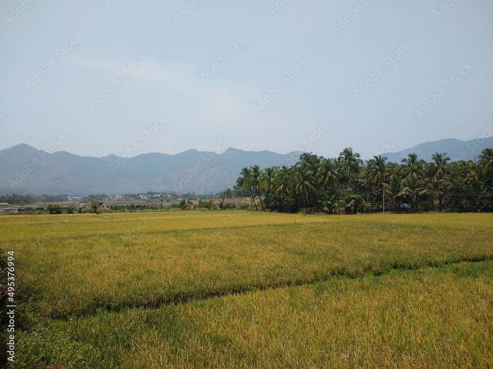 rice cultivation, Paddy field in Tenkasi, Tamil Nadu, India