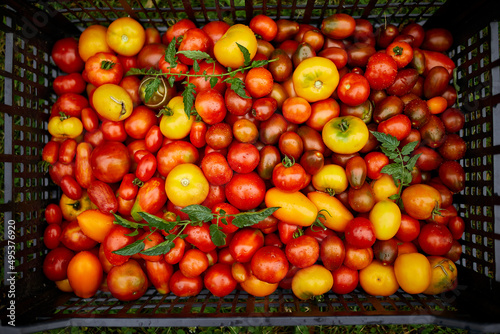 Different kinds of homegrown tomatoes  Assortment of tomatoes  local farmers market