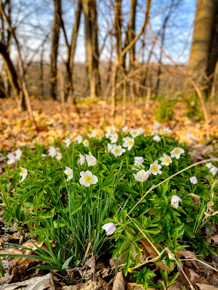 Spring flowers Anemone nemorosa - Wood Anemone in the forest, Spring nature Spring flowers Anemone nemorosa - Wood Anemone in the forest, Spring nature