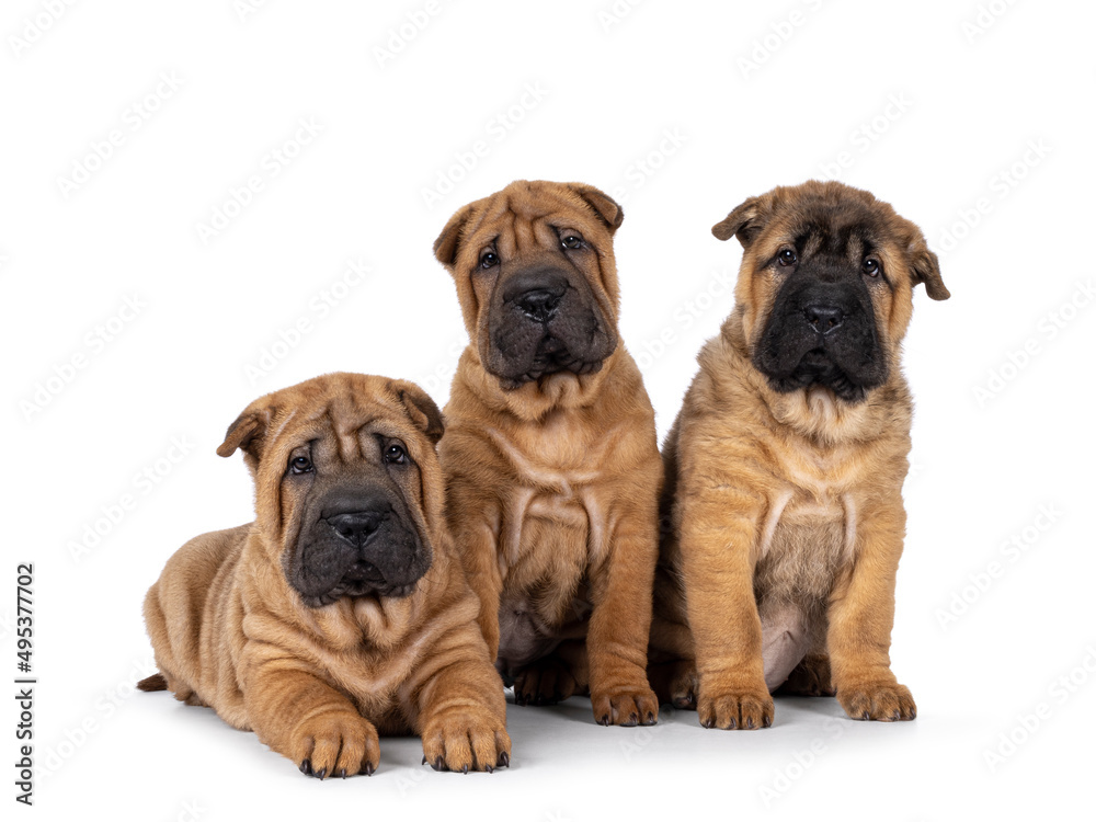 Three adorable Shar-pei dog puppies, sitting and laying on a row beside each other. Looking straight to the camera. Isolated on a white background.