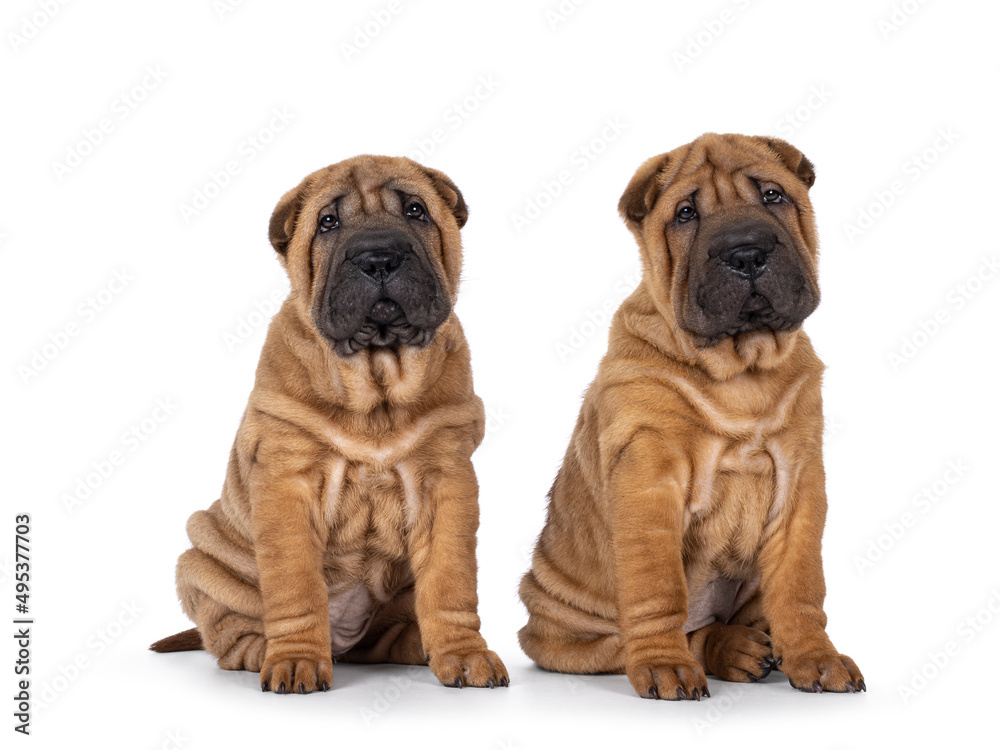 Two adorable Shar-pei dog puppies, sitting next to each other. Looking straight to the camera with droopy face expression. Isolated on a white background. Two adorable Shar-pei dog puppies, sitting next to each other. Looking straight to the camera with droopy face expression. Isolated on a white background.